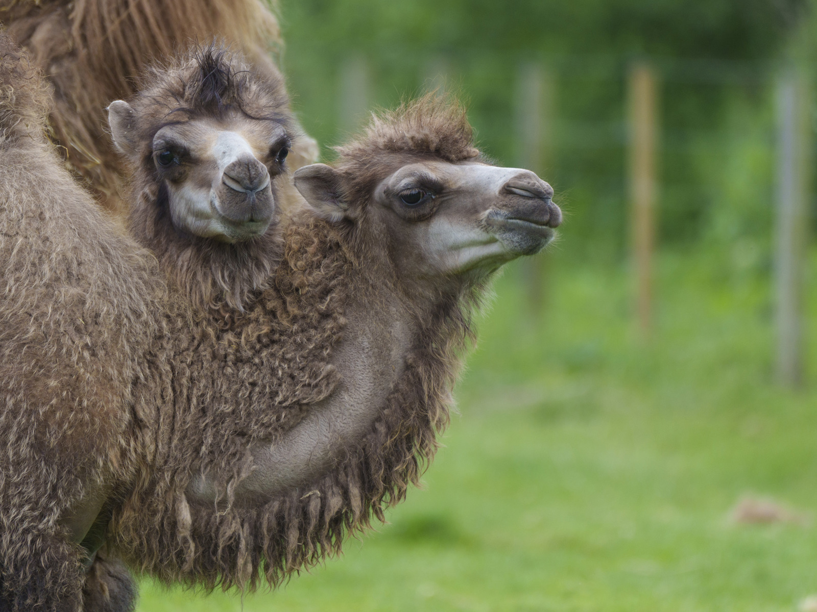 YWP Camels 008