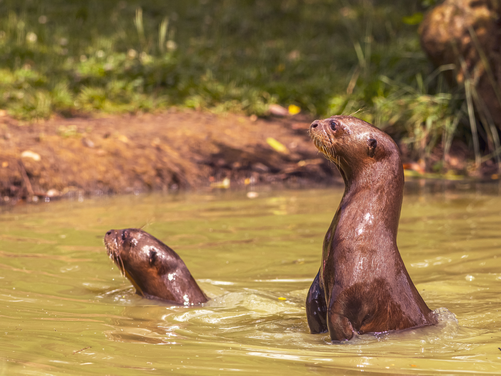 2023 07 26 2023 Giant Otters 60 Dr Ywp