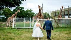 Bride and Groom with Giraffes