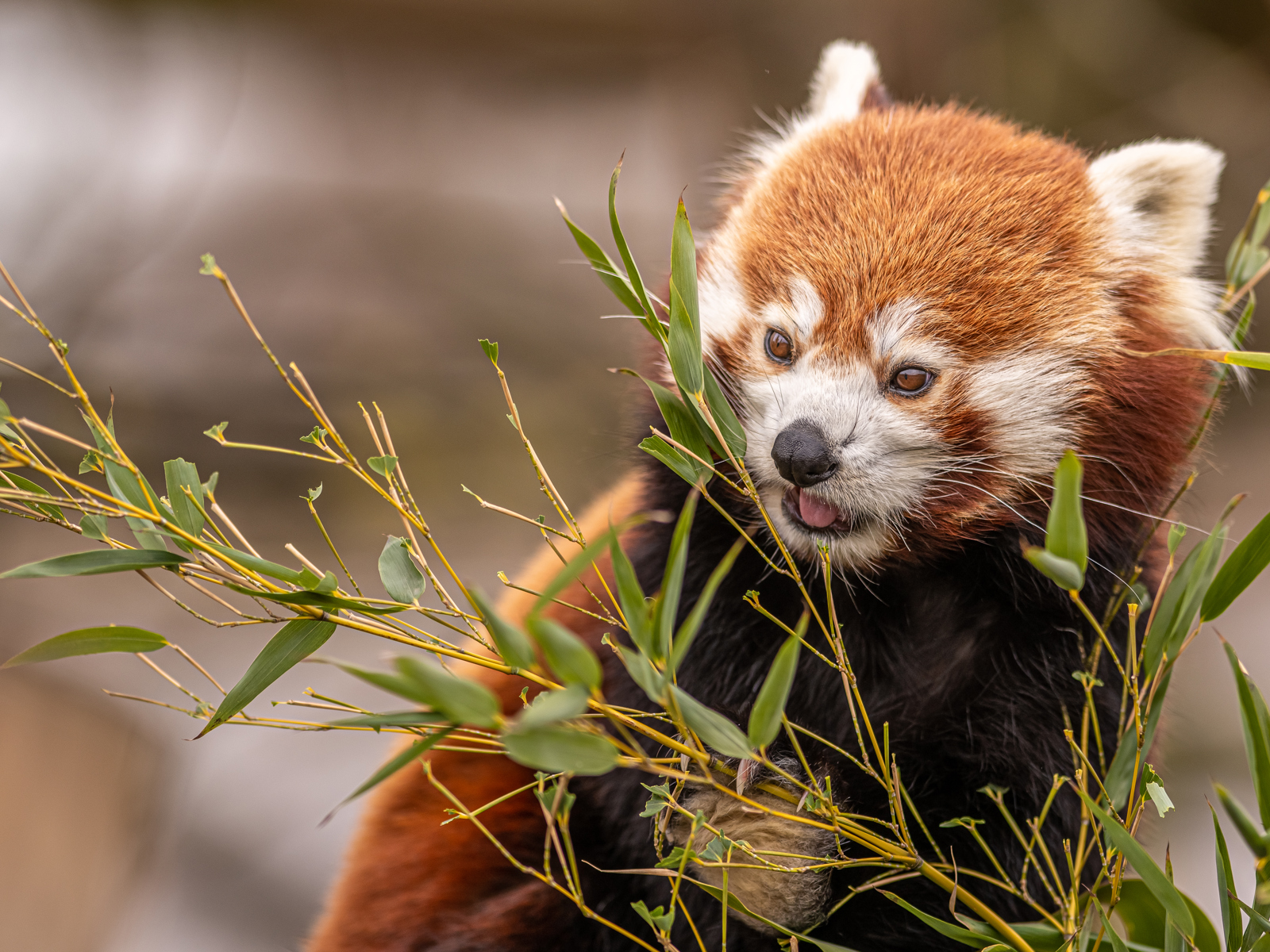 2023 03 09 2023 Red Panda 1 Dr Ywp