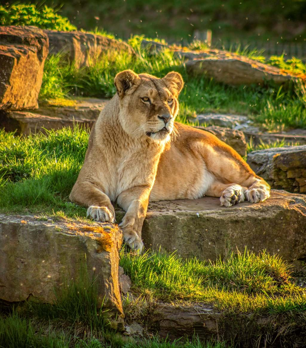 African Lions at Yorkshire Wildlife Park