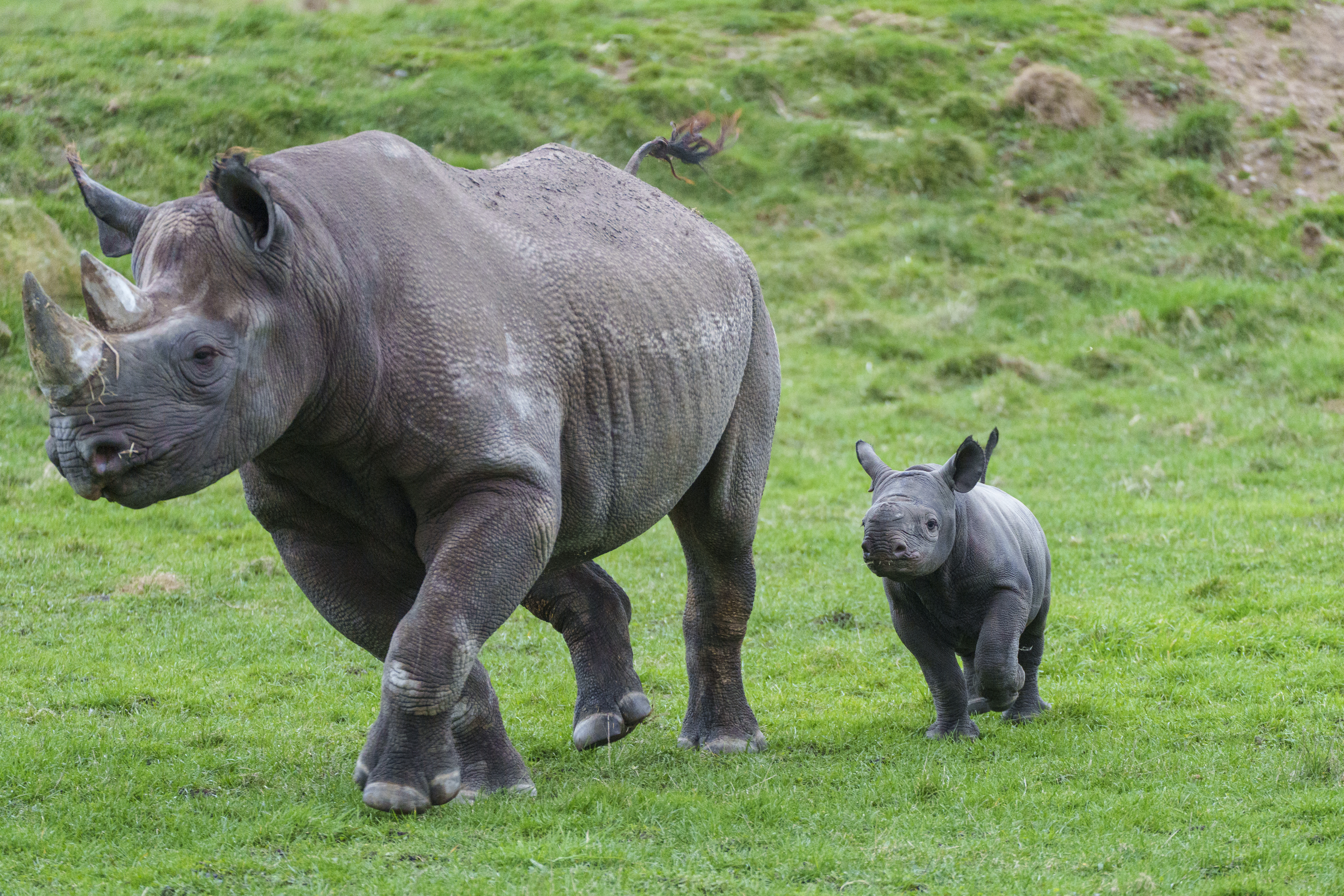 Black Rhino Calf Born | News | Yorkshire Wildlife Park