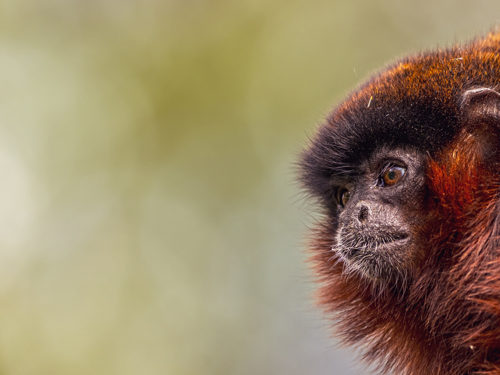 2024 Red Titi Monkey Dr Ywp 1