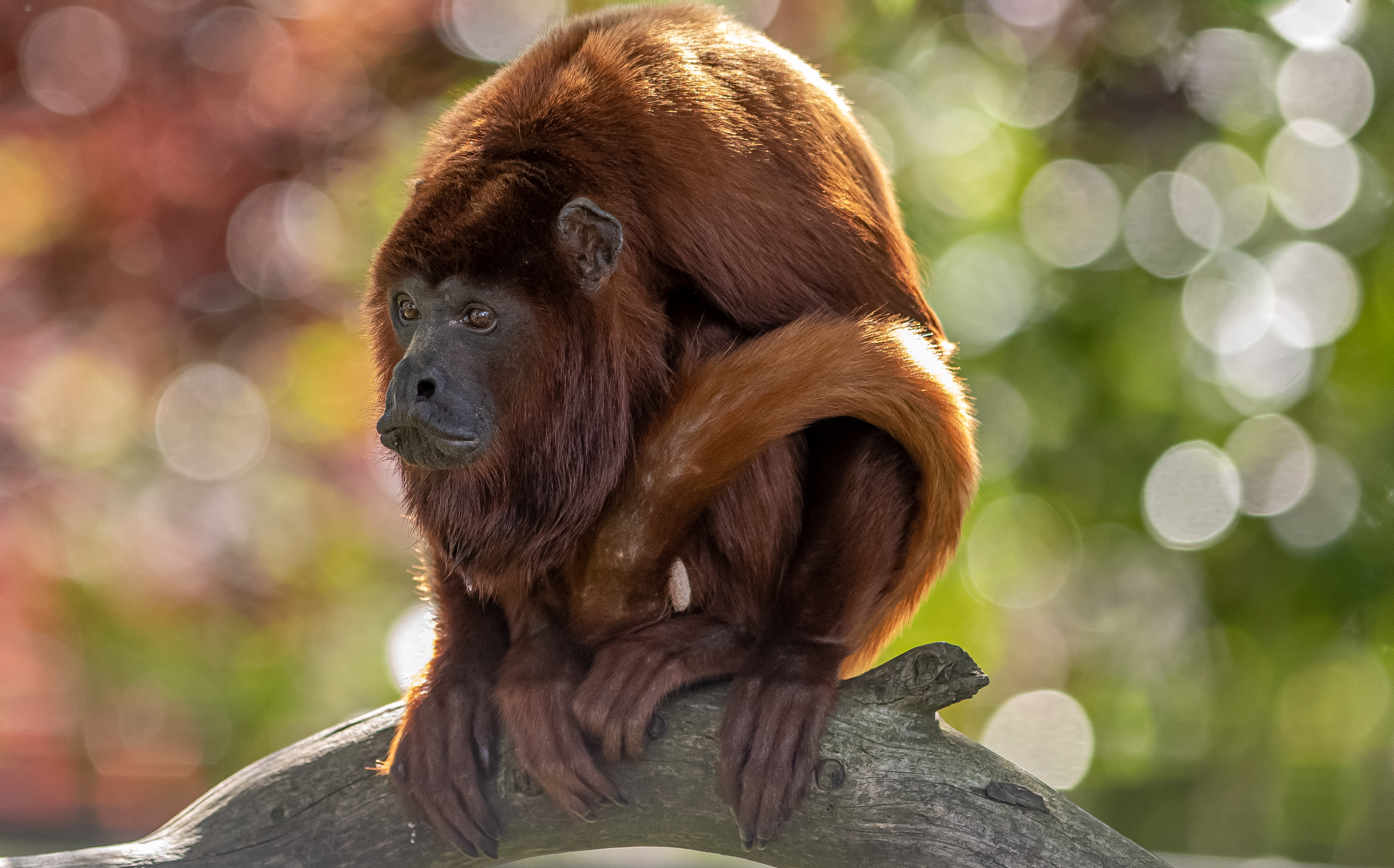 Red Howler Monkeys