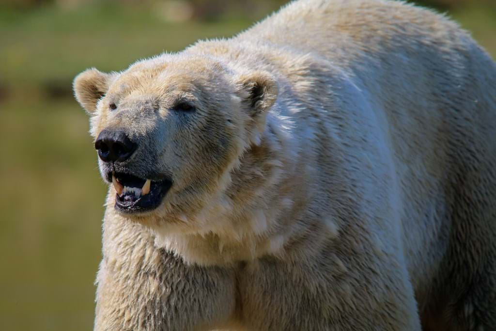 PBI Praises YWP | News | Yorkshire Wildlife Park