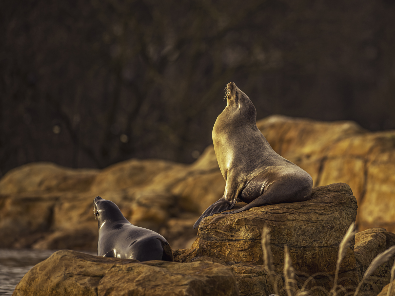 2025 Sea Lions At Point Lobos Dr Ywp 1