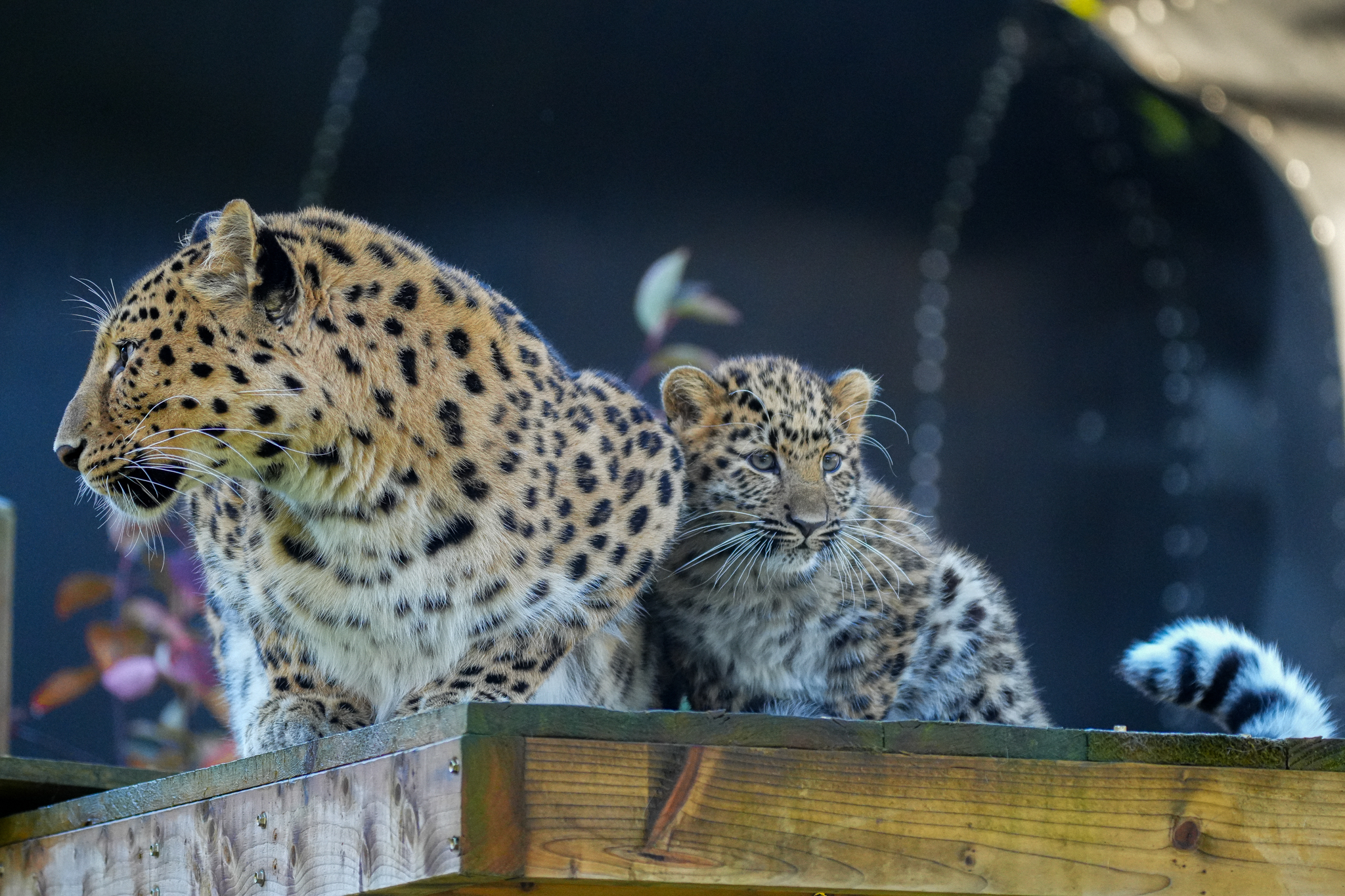 Yorkshire Wildlife Park | Animals | Days Out In Yorkshire