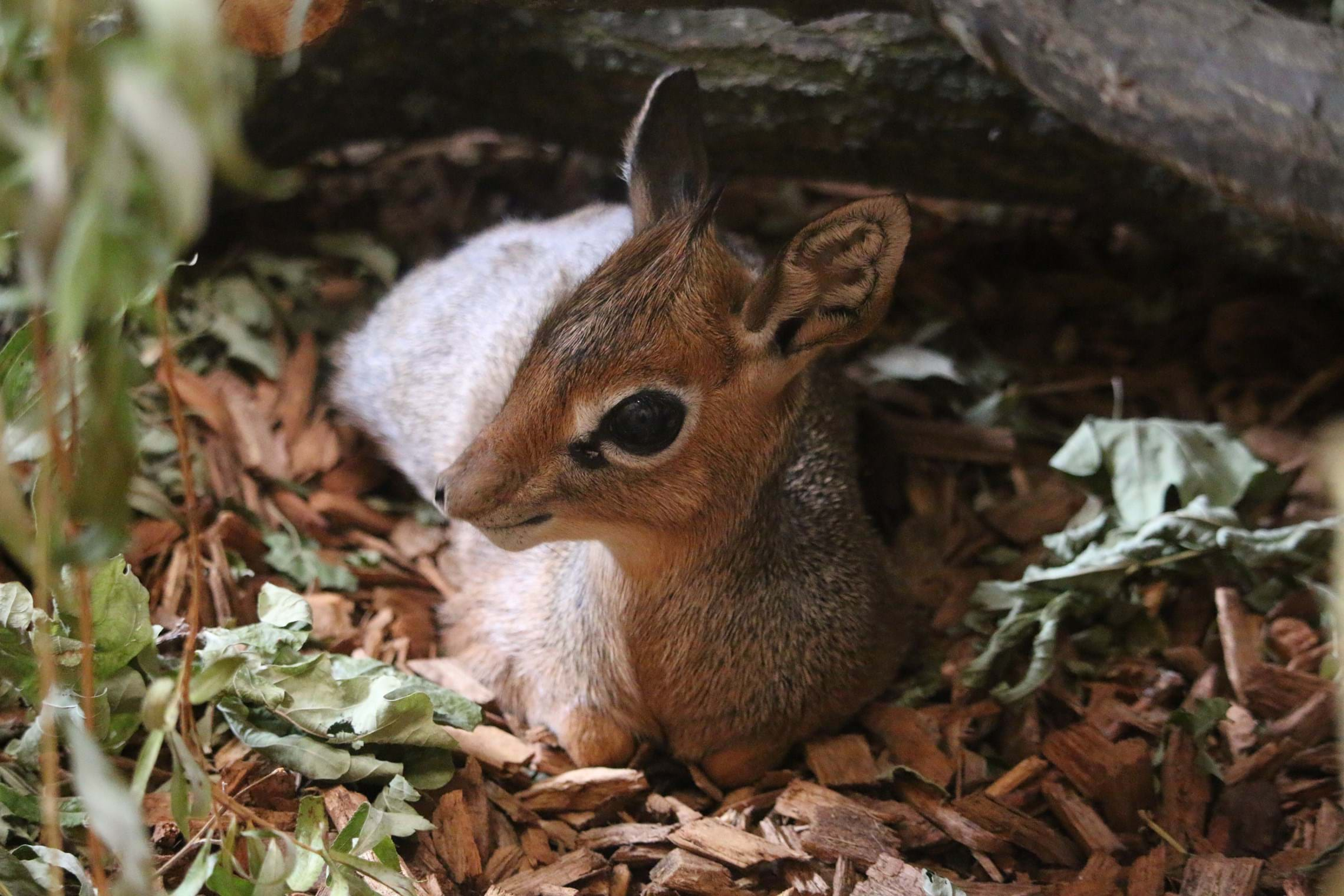 dik-dik-at-yorkshire-wildlife-park