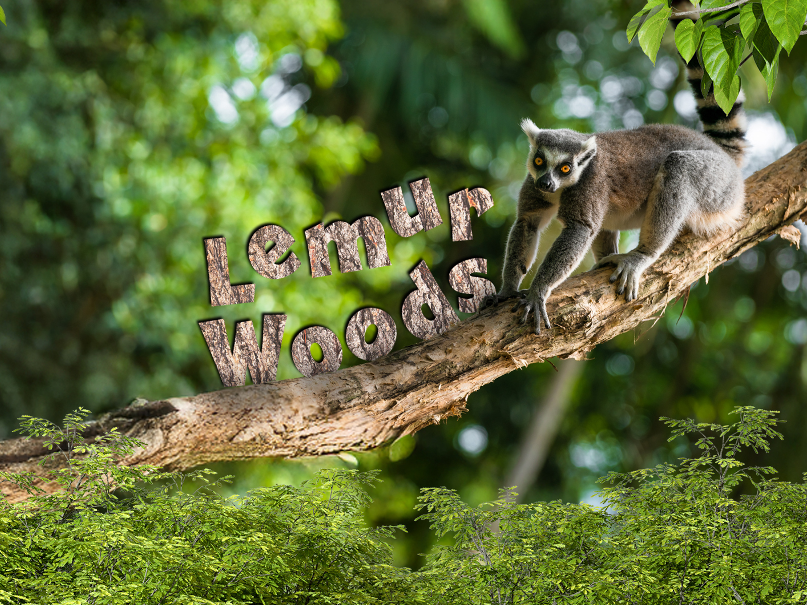 Lemur Woods Carousel