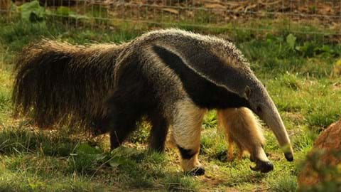 Giant Anteaters at Yorkshire Wildlife Park