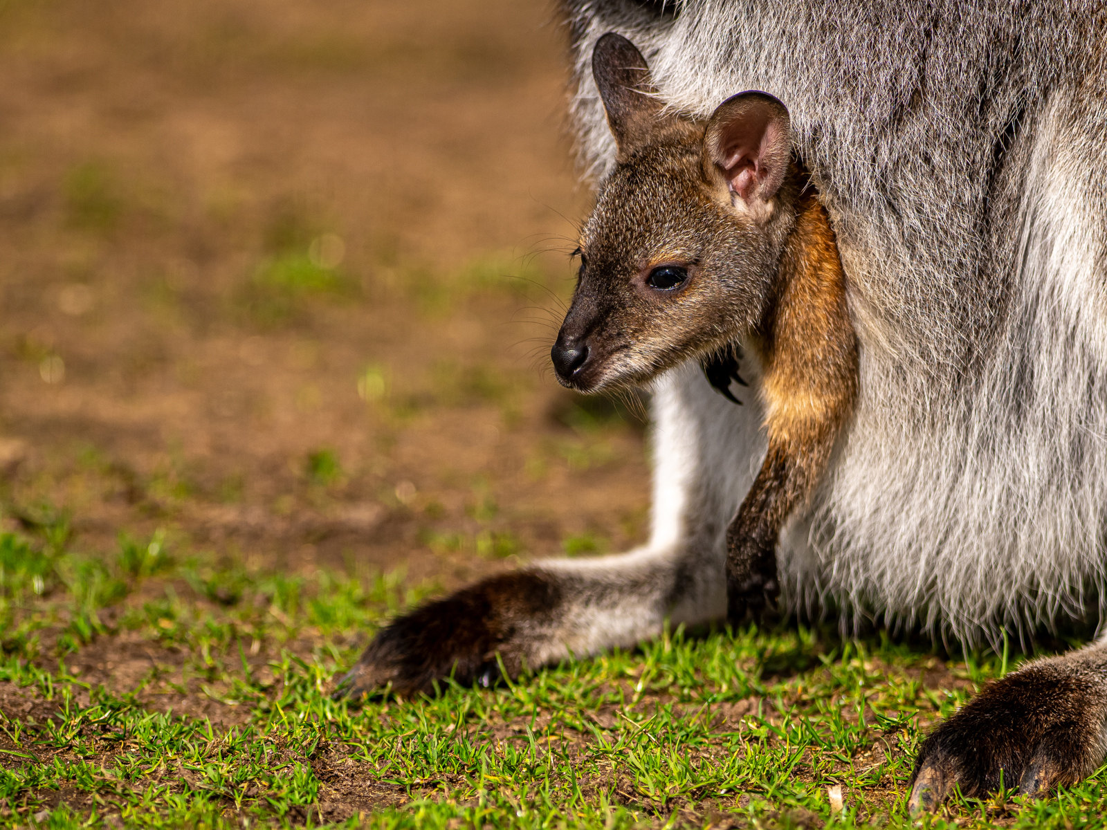 2024 Wallaby Dr Ywp 1